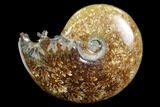 Polished, Agatized Ammonite (Cleoniceras) - Madagascar #97312-1